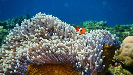 Ein Clownfisch in einer Anemone.