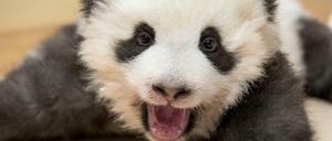 Ganz schön anstrengend. Die Panda-Babys lernen Laufen.