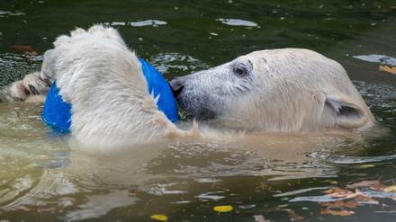 Berlinerin auf Zeit: Eisbärin Hertha spielt in ihrem Gehege im Tierpark Berlin mit einem Ball.