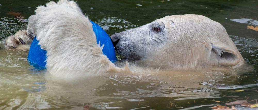 Berlinerin auf Zeit: Eisbärin Hertha spielt in ihrem Gehege im Tierpark Berlin mit einem Ball.