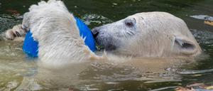 Berlinerin auf Zeit: Eisbärin Hertha spielt in ihrem Gehege im Tierpark Berlin mit einem Ball.