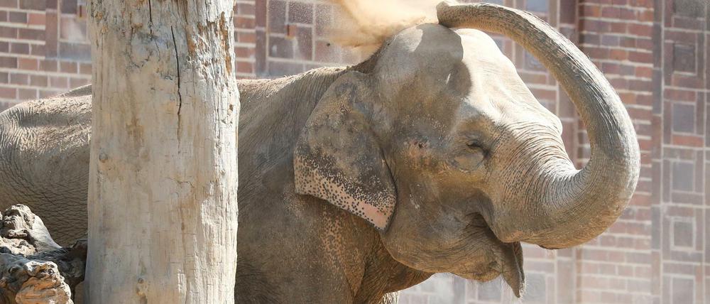 Elefantenkuh Thura, hier ein Bild von 2018, ist jetzt verendet.