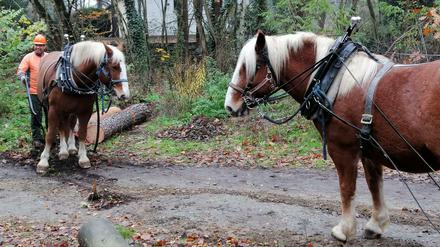 Zwei so genannte Rückepferde ziehen Baumstämme aus dem Wald in Berlin-Grünau.