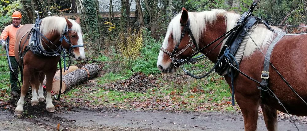 Zwei so genannte Rückepferde ziehen Baumstämme aus dem Wald in Berlin-Grünau.