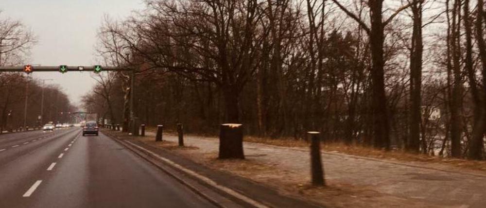 Die Stümpfe gefällter Bäume am geplanten Radweg an der Heerstraße in Berlin-Spandau.