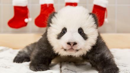 Neue Bilder des Panda-Nachwuchses.