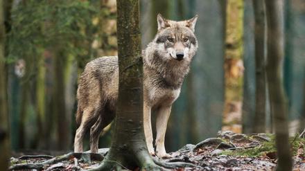 Die Jäger in Brandenburg fordern seit Jahren, Wölfe anschießen zu dürfen – der Schutz der Tiere wurde gelockert.