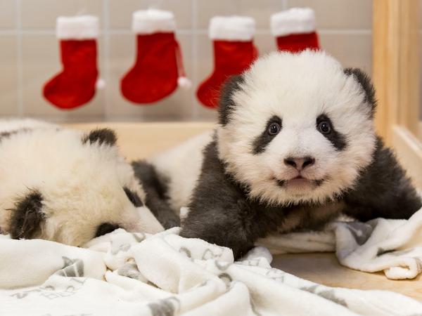 Im Hintergrund: Socken zum Nikolaustag.