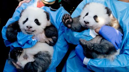 Die zwei Stars des Berliner Zoos haben nun Namen. 