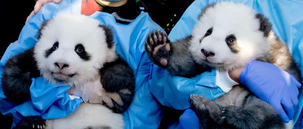 Die zwei Stars des Berliner Zoos haben nun Namen.