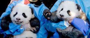 Die zwei Stars des Berliner Zoos haben nun Namen. 