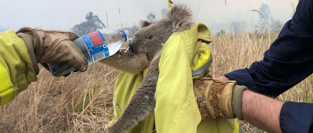 Feuerwehrleute von Fire and Rescue NSW versorgen einen geretteten Koala in Jacky Bulbin Flat, New South Wales am 21. November 2019.