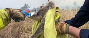 Feuerwehrleute von Fire and Rescue NSW versorgen einen geretteten Koala in Jacky Bulbin Flat, New South Wales am 21. November 2019.