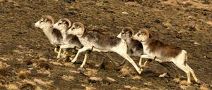 Zu Hause im Pamirgebirge: Marco-Polo-Schafe in Tadschikistan.