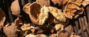 So sehen sie aus, die Walnüsse aus Brandenburg