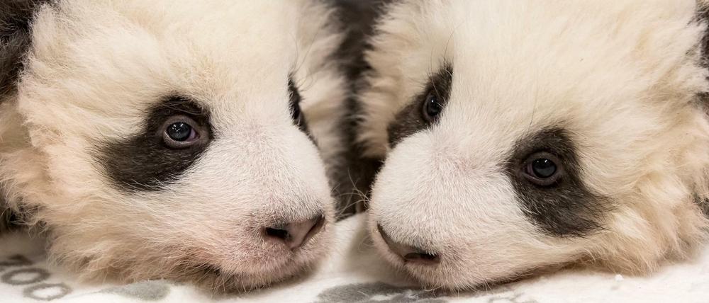 Die beiden Panda-Jungtiere aus dem Zoo Berlin.