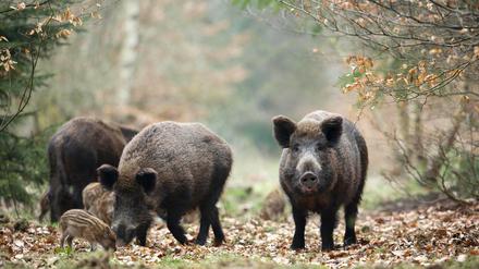 Auf der Abschussliste: Wildschweine sind Überträger der Afrikanischen Schweinepest und werden deshalb jetzt verstärkt gejagt. 