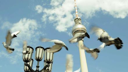 Tauben fliegen vor dem Fernsehturm in Berlin.