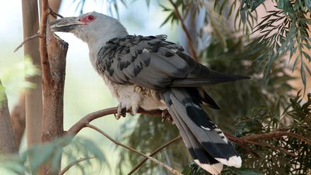 Legt seine Eier in die Nester anderer Vögel: Der Fratzenkuckuck gilt als der größte Brutparasit der Welt.
