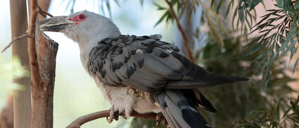 Legt seine Eier in die Nester anderer Vögel: Der Fratzenkuckuck gilt als der größte Brutparasit der Welt.