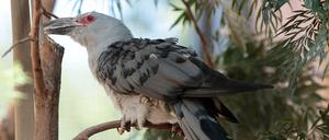 Legt seine Eier in die Nester anderer Vögel: Der Fratzenkuckuck gilt als der größte Brutparasit der Welt.