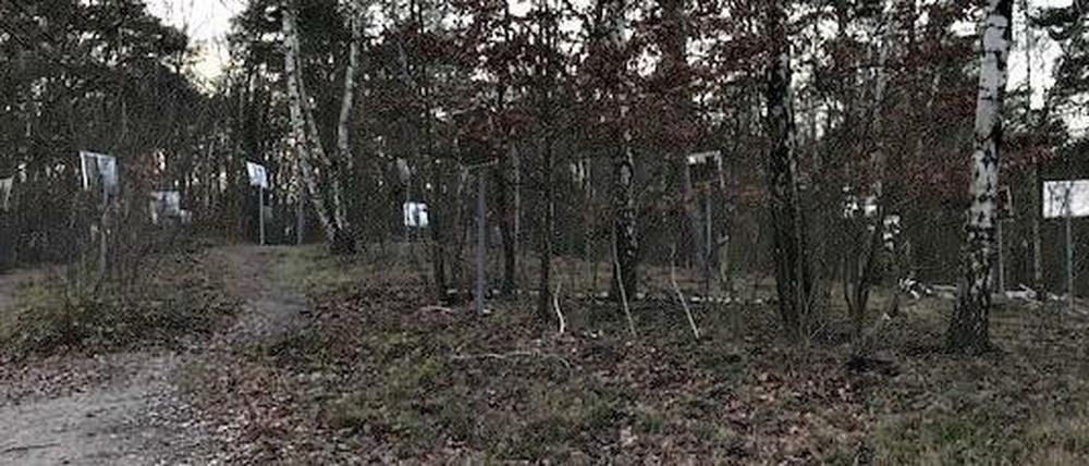 Insgesamt 100 Schilder stehen im Wald.