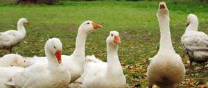 Gänse auf einem Hof in Brandenburg