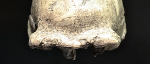 Schädeldach eines Homo erectus. Dieses Exemplar stammt aus einer Höhle in Zhoukoudian, China.