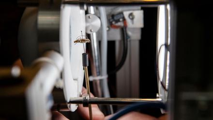 Ein aufgespießtes Insekt wird bei der Vorstellung des ersten 3D- Insektenscanners im Berliner Naturkundemuseum eingescannt.