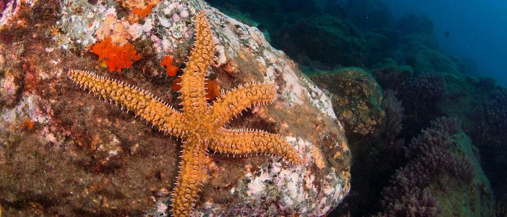 In den dunklen Tiefen der Meere soll es weltweit zwischen 1600 und 1800 Seesternarten geben.