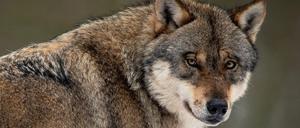 Ein Wolf steht in einem Gehege im Wildpark Neuhaus