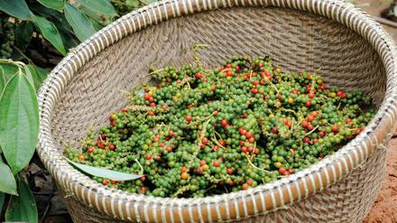Pfeffer zu ernten, ist mühevolle Handarbeit, nach dem Trocknen wird noch einmal mit der Pinzette aussortiert