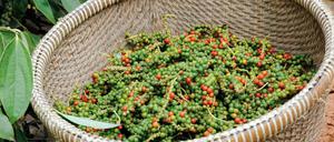 Pfeffer zu ernten, ist mühevolle Handarbeit, nach dem Trocknen wird noch einmal mit der Pinzette aussortiert