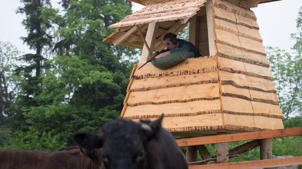 Gezielt: Der Schweizer Landwirt Nils Müller will seine Angus-Rinder nicht mehr dem Schlachthof-Stress aussetzen.