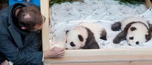 2020 wird zum Panda-Jahr.