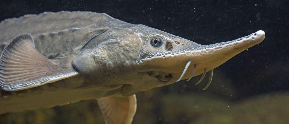 Ein lebendes Fossil: Störe gibt es seit 250 Millionen Jahren. Unter den Fischen ist nur der Hai noch älter. 