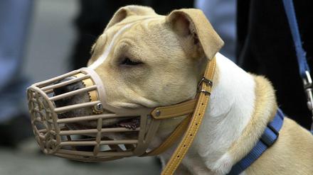 Ein American Stafford Terrier (Symbolbild)