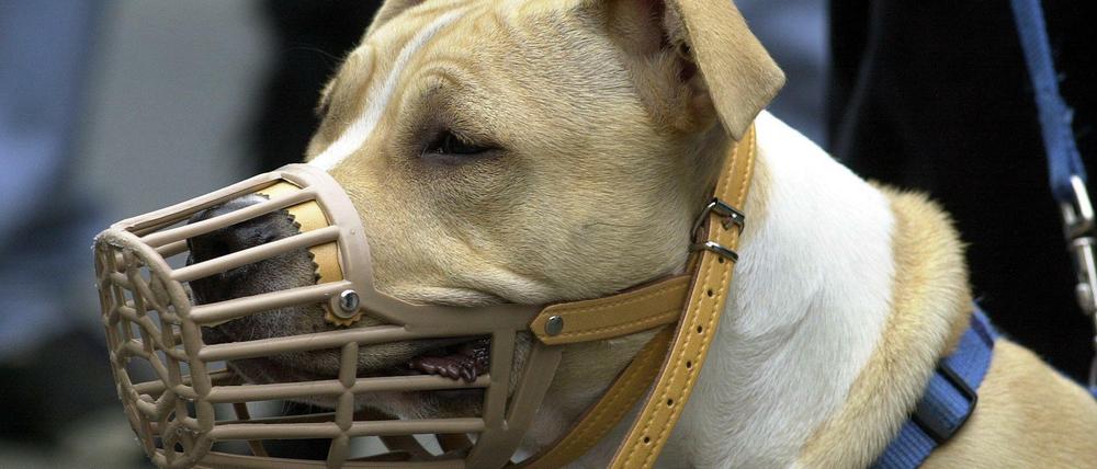 Ein American Stafford Terrier (Symbolbild)