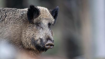 Ein Wildschwein steht auf einem Plateau im Wald.