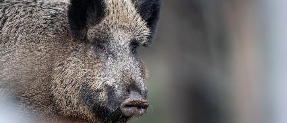 Ein Wildschwein steht auf einem Plateau im Wald.