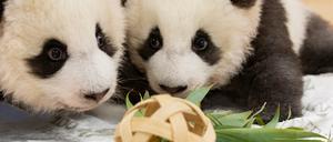 Die Zwillinge wurden mit einem ersten Spielzeug überrascht, einen mit Bambusblättern gefüllten Weidenball.