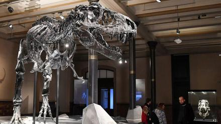 Das Skelett des Tristan genannten Tyrannosaurus rex im Museum für Naturkunde. 