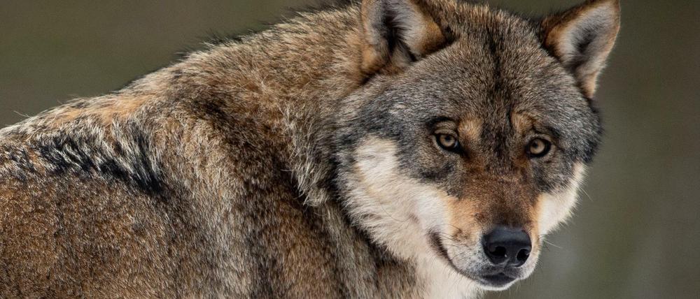 Hungriger Wolf (Symbolbild).