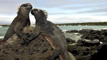 Zwei Meerechsen bei Puerto Ayora auf den Galapagos-Inseln