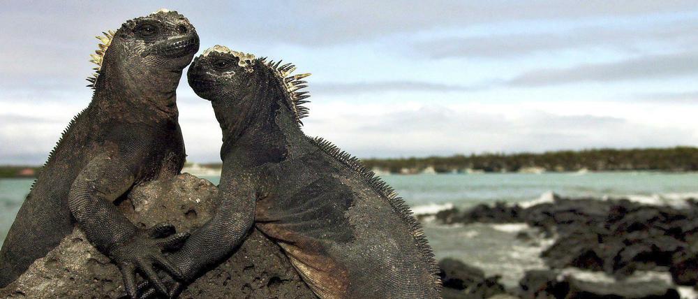 Zwei Meerechsen bei Puerto Ayora auf den Galapagos-Inseln