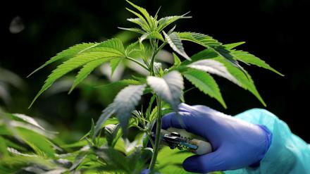 Cannabis ist in den meisten europäischen Ländern weiterhin verboten. 