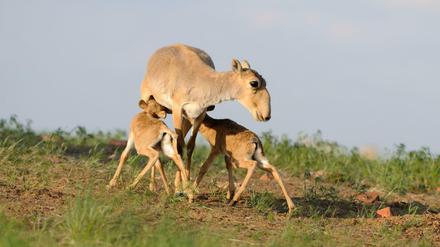 Eine Saiga-Antilope (Saiga tatarica) mit zwei säugenden Kälbern in der Nähe des Naturschutzgebietes Cherniye Zemli in Russland. 