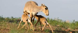Eine Saiga-Antilope (Saiga tatarica) mit zwei säugenden Kälbern in der Nähe des Naturschutzgebietes Cherniye Zemli in Russland.