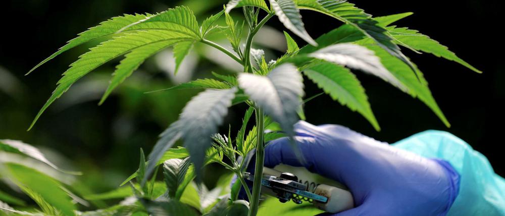 Cannabis ist in den meisten europäischen Ländern weiterhin verboten. 
