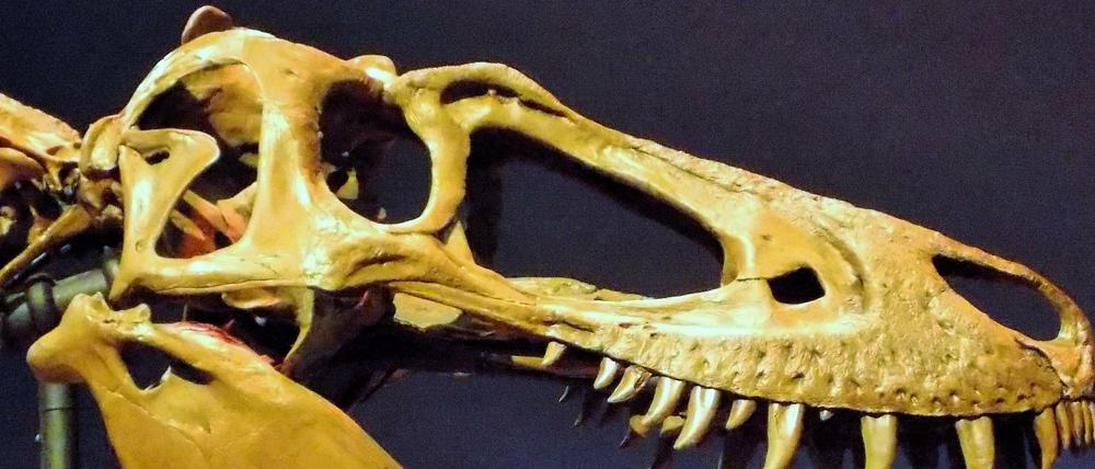Der Schädel des Sauriers „Jane“ aus dem Burpee Museum für Naturkunde in Illinois stammt neuen Untersuchungen zufolge von einem jugendlichen Tyrannosaurus rex.